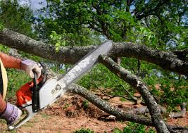 Best Root Management and Removal  in Ephrata, PA