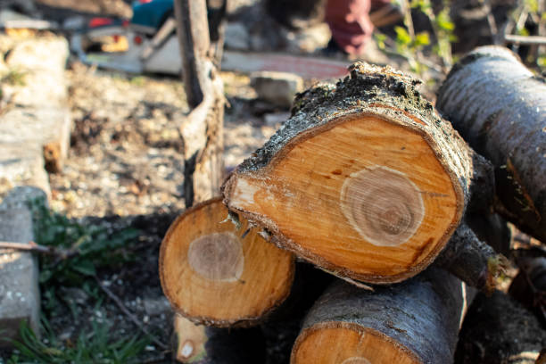 Best Tree Risk Assessment  in Ephrata, PA
