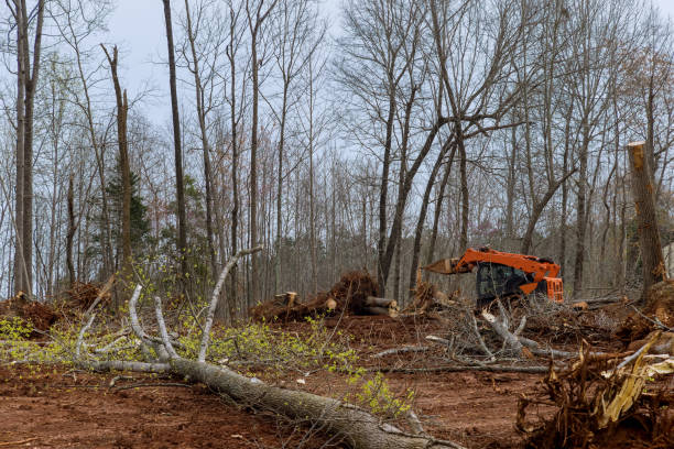 Best Tree Preservation Services  in Ephrata, PA