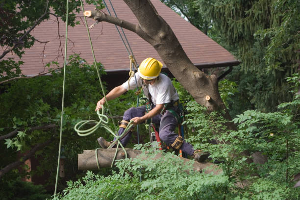 Best Arborist Consultation Services  in Ephrata, PA