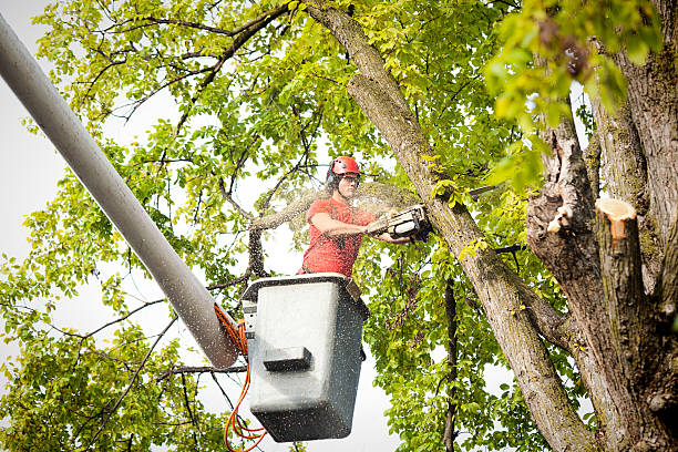 Best Utility Line Clearance  in Ephrata, PA
