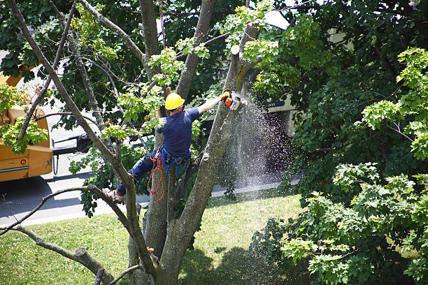 Best Grass Overseeding  in Ephrata, PA