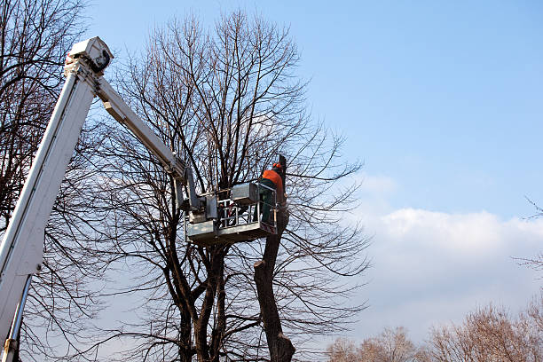 Best Tree and Shrub Care  in Ephrata, PA