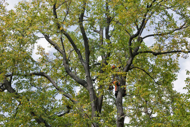 Best Tree Trimming and Pruning  in Ephrata, PA